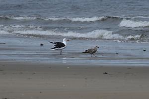 Gull, Great Black-backed, 2025-05087898 Parker River NWR, MA